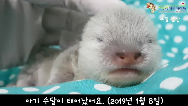 [영상] 새끼 수달 5남매 이만큼 자랐어요! / YTN