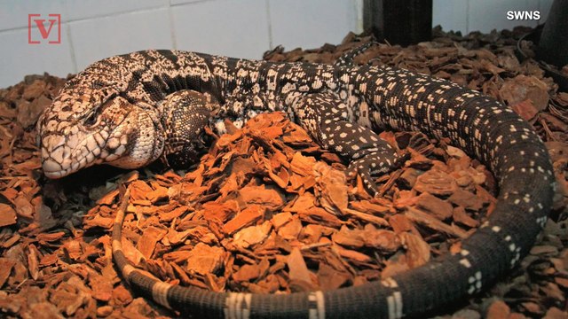 Animal Rights Charity Blames Instagrammers for Rise in Abuse of Exotic Pets