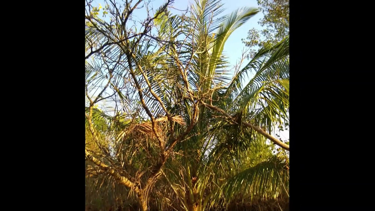 Koh Phayam