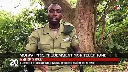 Gorilles : la photo qui a fait le tour du monde