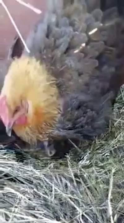 Une poule couve des petits vraiment bizarres !