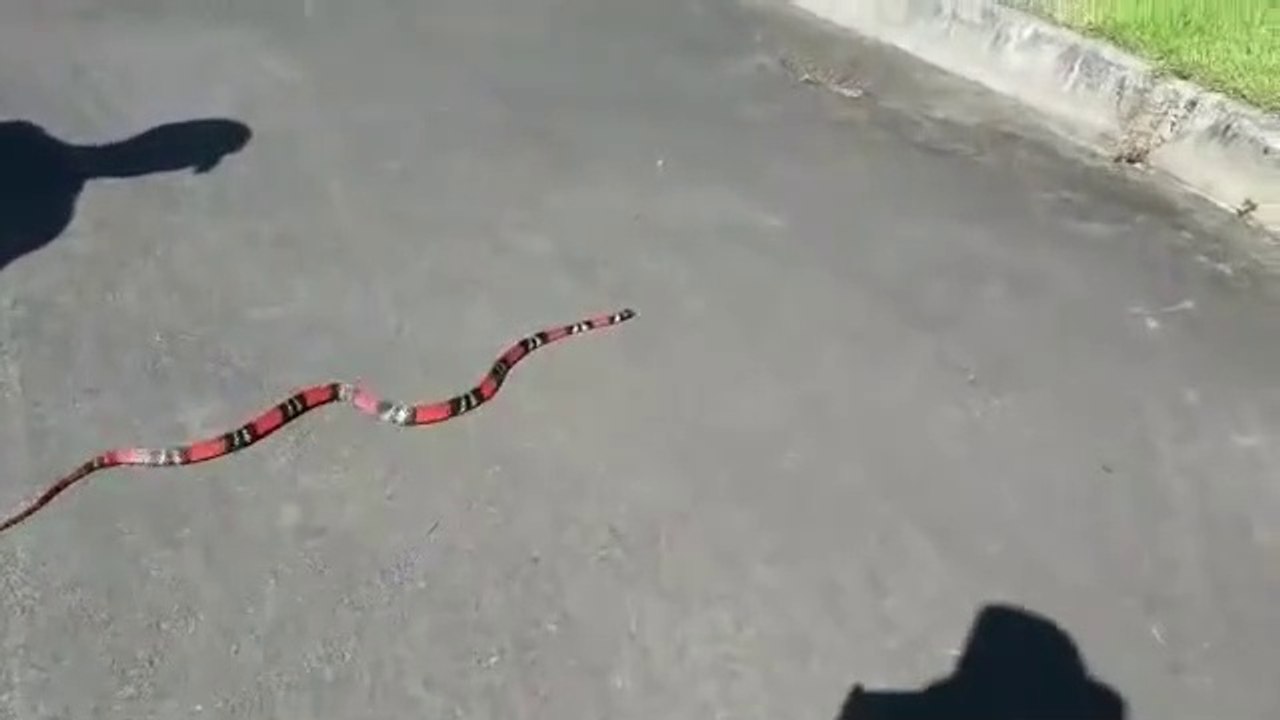 Un serpent corail bien décidé à attraper sa proie