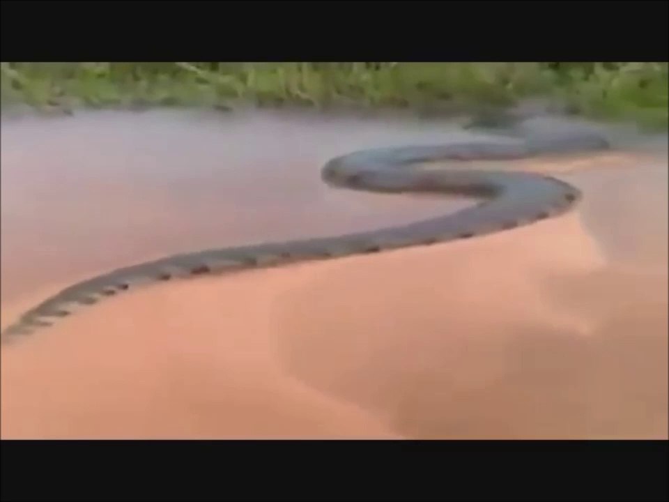 Un anaconda de 15 mètres aperçu au brésil