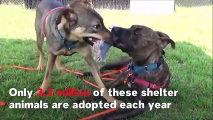 Pet Adoption In The U.S. By The Numbers