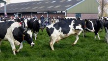 Koeien Melkveebedrijf van Leeuwen de wei weer in / Heenvliet 2019