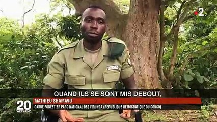 Download Video: L'histoire secrète de la cette photo du garde forestier et des gorilles, prise au Congo, et qui fait le tour du monde