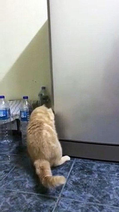 Cat Seeks Cool Refuge in Refrigerator