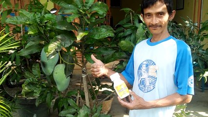 Cara menanam Hasil Cangkokan Agar Cepat Berbuah - Biang Formula Galimas