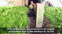 Compte à rebours pour les producteurs français de muguet