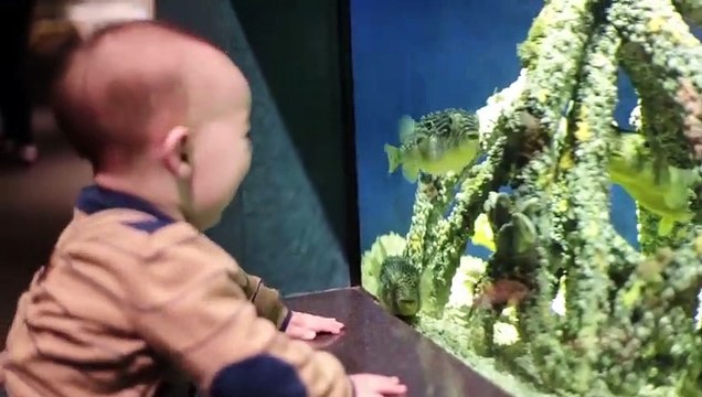 Funniest Baby and Baby Animals Fails Fun and Fails Baby Video