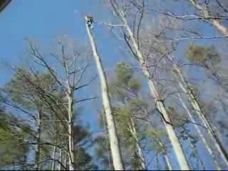 2 trees come down in our backyard