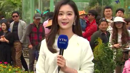 [날씨] 휴일 구름 많고 포근...함평 나비축제 한창 / YTN