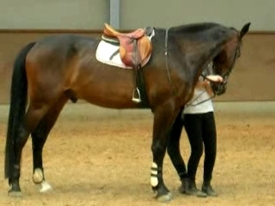 Comment monter sur un GRAND cheval?