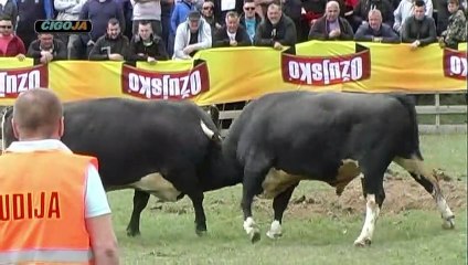 PUTALJ CVIJAN PODBILA 2019 KOD CANIJA ROĐENKA