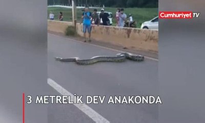 3 metrelik dev anakonda yılanı için seferber oldular!