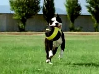 Nike gattuso met le ballon ou tu veux