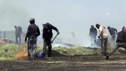 Filistin'de ramazan mutfağının aranan lezzeti 'firik' (2) - CENİN