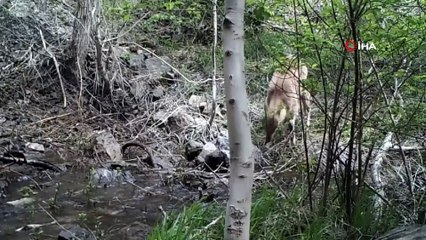 Biyolog Evren Buğa: “  Vaşağın yaban keçilerine saldırma görüntüsü gerçekten çok önemli bir video”
