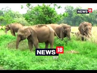 गर्मी में जल स्रोतों के सूखने के कारण टांडा वन रेंज से हाथियों का पलायन