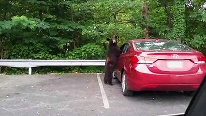 Quand un ours veut conduire ta voiture... "mais si j'ai le permis"
