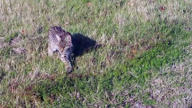 Un lynx très curieux et pas du tout timide