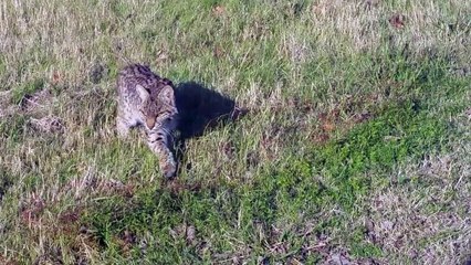 Un lynx très curieux et pas du tout timide