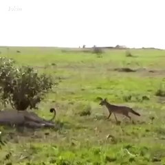 Lion Has Jackal tug his tail