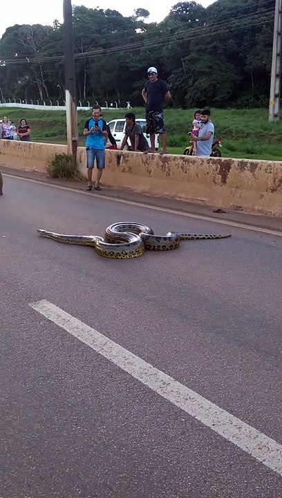 Giant Anaconda Causes a Scene