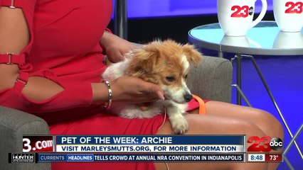 Pet of the Week: One-year-old mix Archie