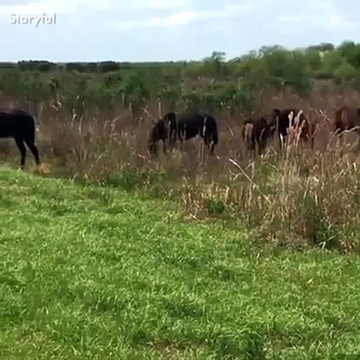 Horse GOES OFF on Alligator!