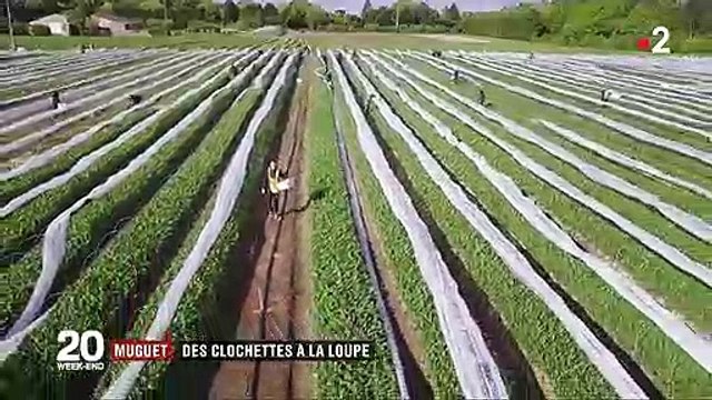 1er mai : comment le muguet est-il cultivé pour arriver à temps ?