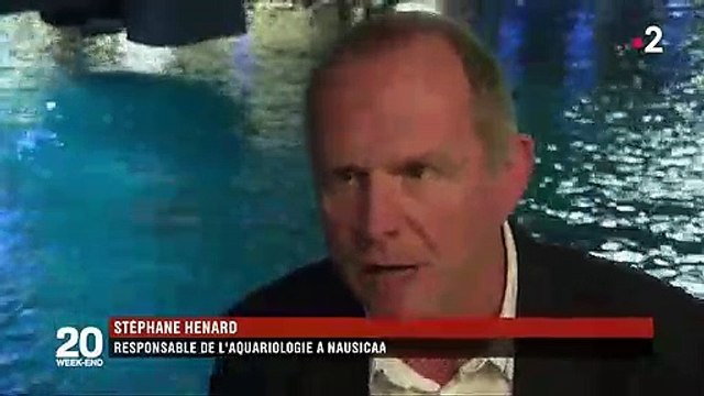 Requins-marteaux : hécatombe au parc aquatique Nausicaa