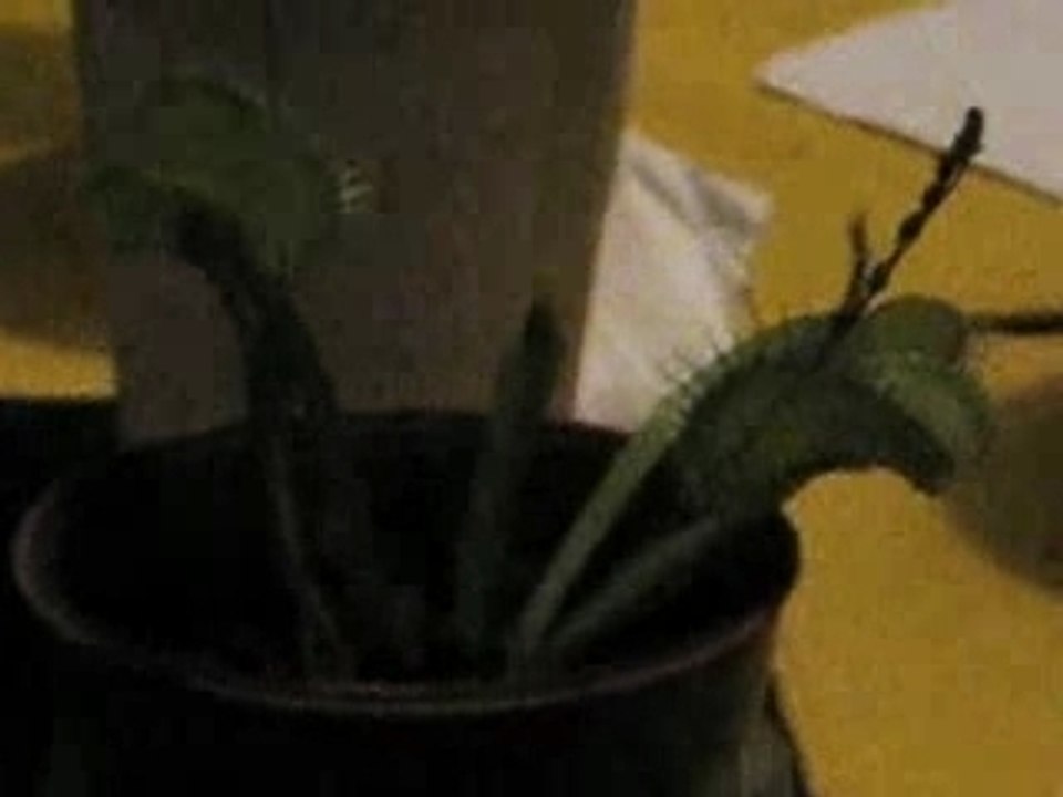 Feeding Odri