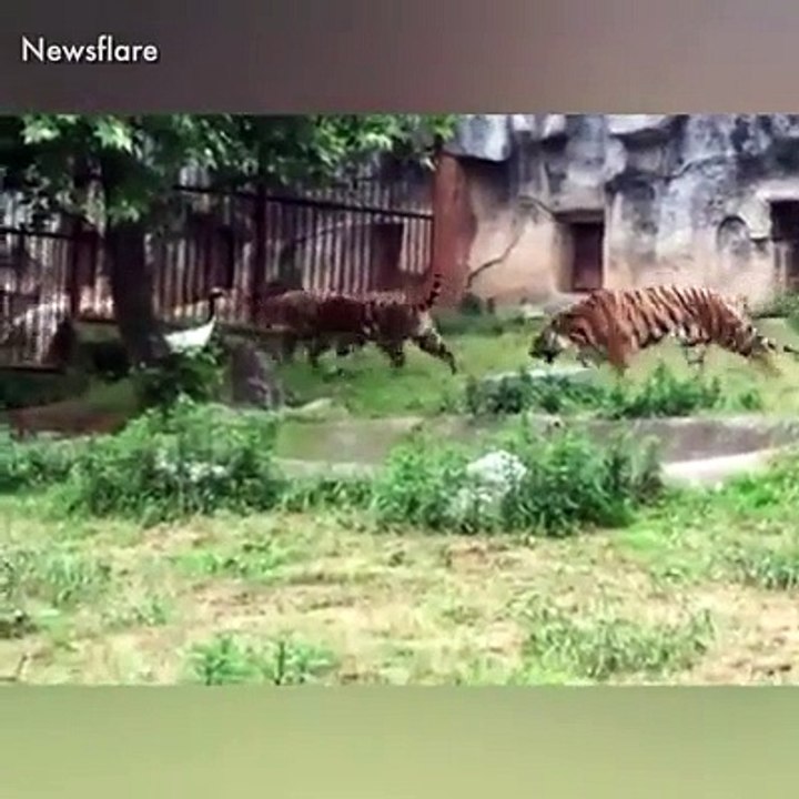 Tiger ATTACKS Whooper Swan! Only to be chased himself!