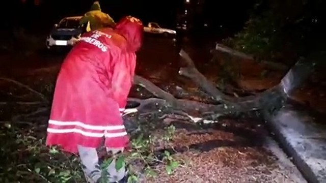 Queda de árvore mobiliza o Corpo de Bombeiros no Santos Dumont