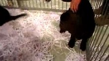 Labradors Chocolat