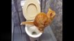 Cat training  Amazing! Cats using toilet