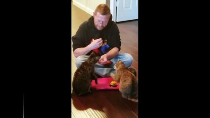 Cats ring a bell and ask for food!