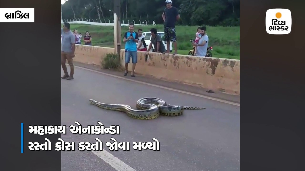10 ફૂટ લાંબો એનાકોન્ડા જોવા મળ્યો રસ્તો ક્રોસ ક...