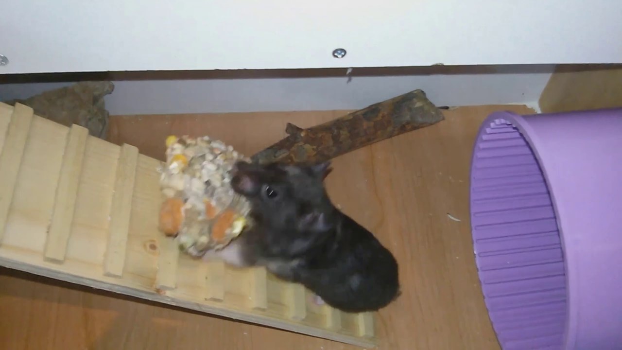 Hámster /  / MASCOTAS / Que bien cuida a sus crías Mamá hámster, le lleva una gran galleta