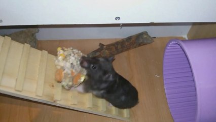 Hámster /  / MASCOTAS / Que bien cuida a sus crías Mamá hámster, le lleva una gran galleta