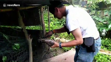 Python Rescued after getting caught in chicken wire
