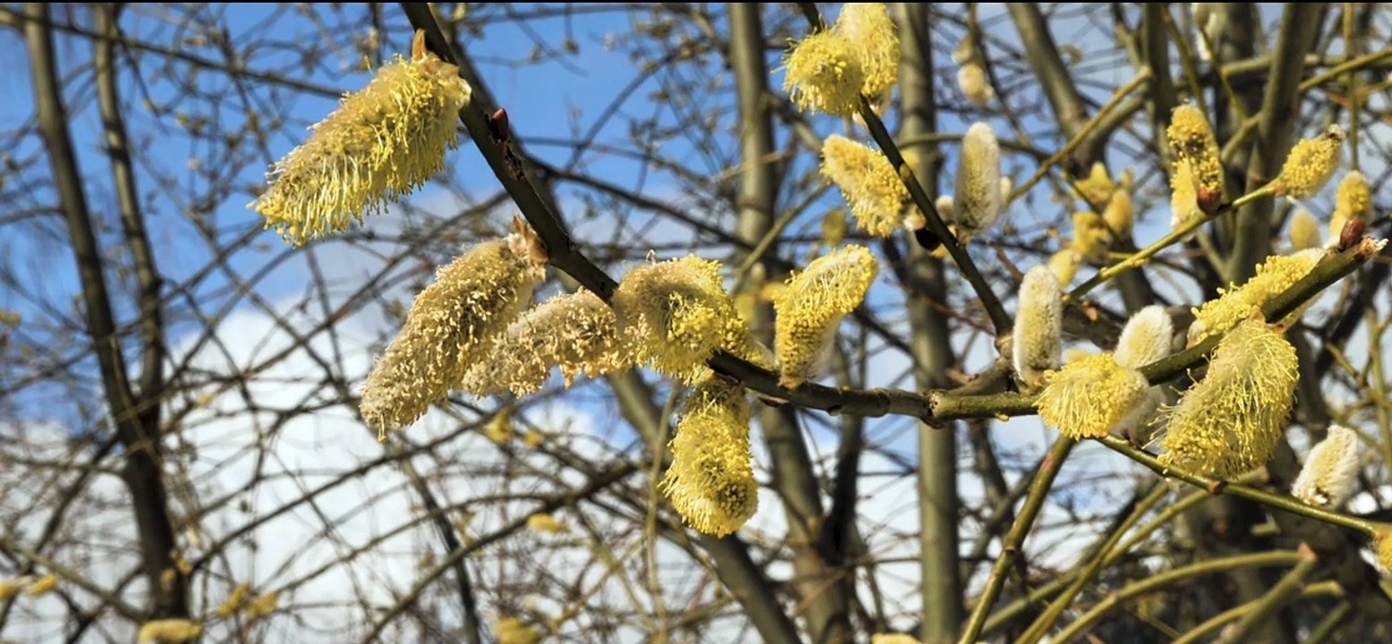 Saint-François Longchamps