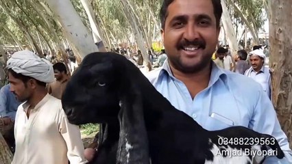 Bakra Eid 2019 k liye k Sahiwal Mandi men SASSTAY BAKRI K BACHAY -