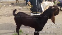 Bakra Mandi - 2018 - Bakra Eid - Lahore - Karachi