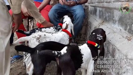 Bakra Mandi 2019 - Itne Chote Bacho ka Loog Kia Kertay hen Dekhain Sooda