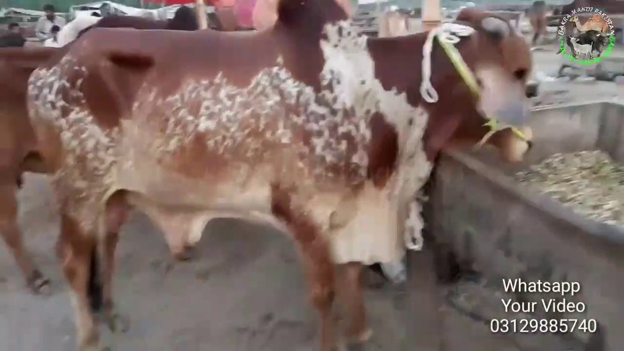 BAKRA MANDI- COW MANDI - Lahore Bakra and Cow Mandi - Eid K Baad Ki Surat E Haal (2018)