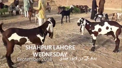 Bakra Mandi 2019 - Itne Chote Bacho ka Loog Kiya Kertay hen -