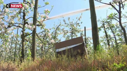 Oise : un agriculteur lutte pour la sauvegarde des abeilles
