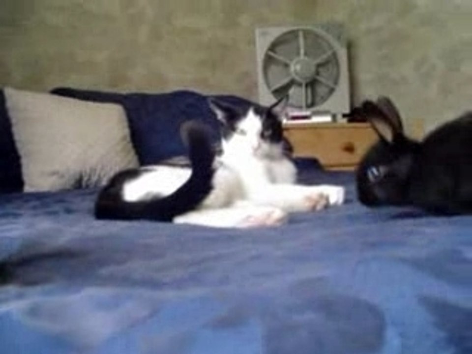 Inca and Onyx!